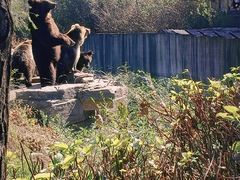 -沈阳森林动物园