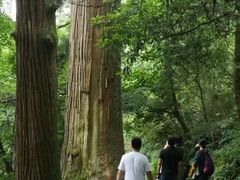 -天目山大树王景区