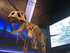 -贝林大翅鲸简餐厅(国家海洋博物馆店)