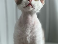 -东方动物医院·宠保定点·骨科·转诊中心(春城路·昆明站分院)