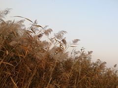-西青郊野公园