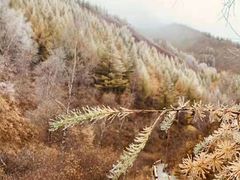 -苏木山森林公园