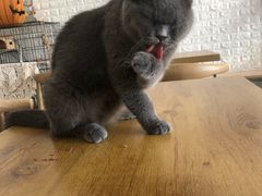 -平行世界·猫咖(首经贸店)