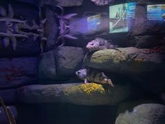 -瑞普利水族馆
