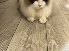 -创凡宠物医院·骨专科  猫科中心(西乡分院)