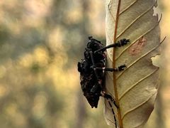 -素山寺森林公园