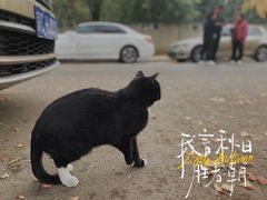 -三里屯东五街银杏大道