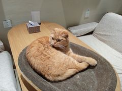 -藏猫猫咖啡主题馆(中央大道店)