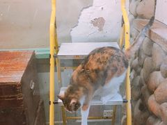 -猫咪博物馆(顶澳仔猫街店)