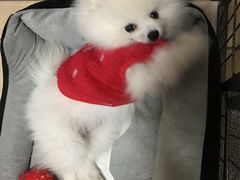 -东方动物医院·宠保定点·骨科·转诊中心(春城路·昆明站分院)