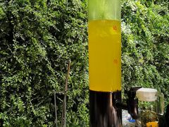百香果能量泡-南城十里潮汕鲜牛火锅·鲜虾生滚粥(融汇老商埠店)