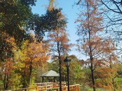 -广东花都湖国家湿地公园