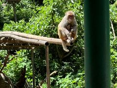 -西双版纳原始森林公园