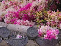 -深圳国际园林花卉博览园