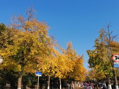 -八大关景区