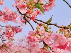 -上海辰山植物园