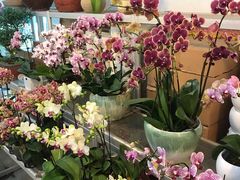 -双季花艺园艺市场(浦东店)