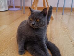 -猫咪派对(江南西店)