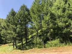 -塞罕坝国家级自然保护区