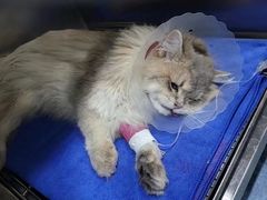 -佑安动物医院·全科·内窥镜中心(幸福巷店)