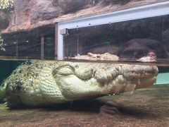 -悉尼海洋生物水族馆
