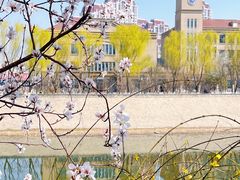 -桃花堤公园