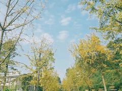 -铁山坪森林公园