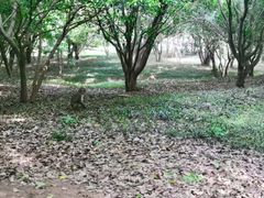 -苏州上方山国家森林公园