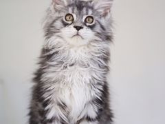 -lincat·猫舍(广州店)