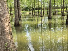 -泗洪洪泽湖湿地景区