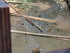 -西双版纳原始森林公园