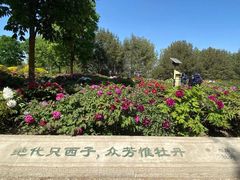 -莲花池公园