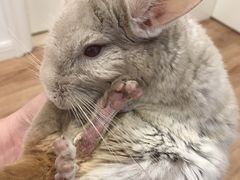 -雨林宠物医院 非犬猫异宠专科