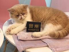 -三花喵·撸猫购宠·宠物生活馆(虹桥南丰城店)