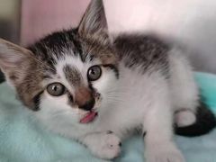 -艾贝尔宠物诊疗