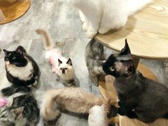 -楼上猫咖(罗湖店)