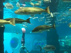 -北戴河圣蓝海洋公园