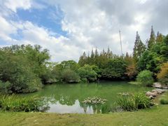 -上海共青森林公园