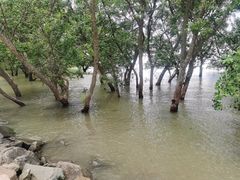 -宝安西湾红树林湿地公园