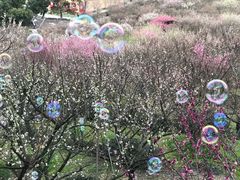-香雪海
