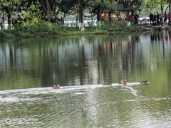 -西湖游船