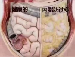 -香薇妮丝·定制减肥·身材管理
