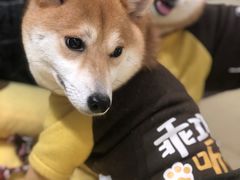 -逗柴咖啡屋·狗咖猫咖宠物桌游