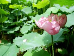 -陈家山荷花公园