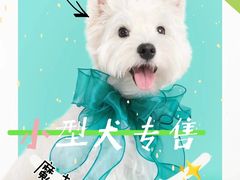-萌宠之家·腊肠犬·马尔泰·小体犬舍