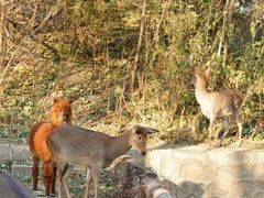 -银树楼(紫玉山庄东区店)