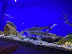 -上海海洋水族馆