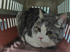 -伟伟宠物医院·CT影像中心·瑞派犬猫综合性门诊(汉口总院)