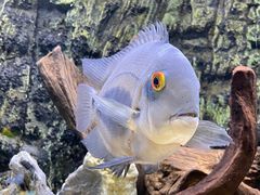 -上海海洋水族馆