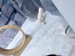 -海合安青岛极地海洋公园
